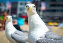 Отборная ругань не даст чайкам воровать еду у людей