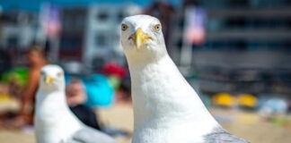 Отборная ругань не даст чайкам воровать еду у людей