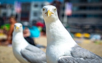 Отборная ругань не даст чайкам воровать еду у людей