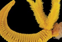 Ученые обнаружили второе в мире существо, которое использует яд в качестве брони