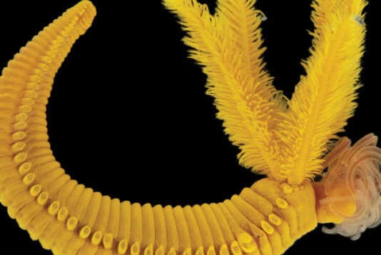 Ученые обнаружили второе в мире существо, которое использует яд в качестве брони