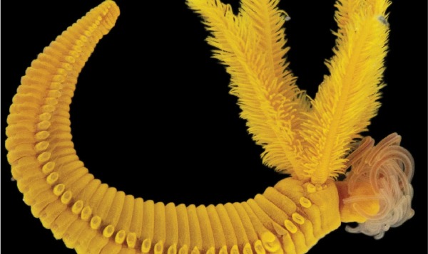 Ученые обнаружили второе в мире существо, которое использует яд в качестве брони