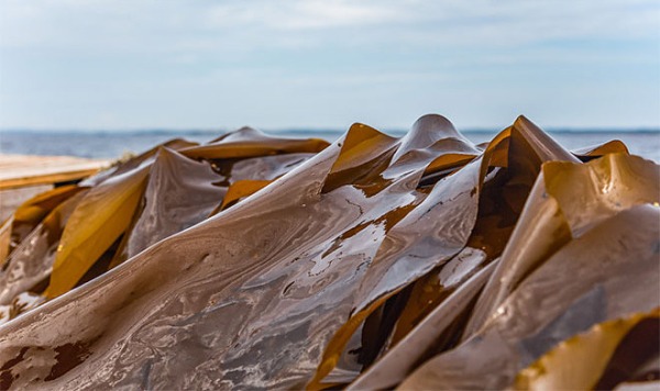 В Архангельске начнут производить пищевой альгинат натрия