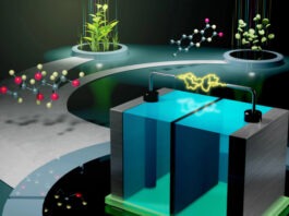 Биотопливная батарея из глюкозы и витамина B2 спасет мировую энергетику
