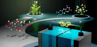 Биотопливная батарея из глюкозы и витамина B2 спасет мировую энергетику