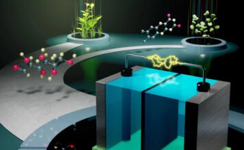 Биотопливная батарея из глюкозы и витамина B2 спасет мировую энергетику