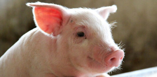 Американский стартап научился получать бекон, не убивая свиней