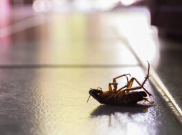 Тараканы выделяют опасные вещества, которые загрязняют воздух помещений