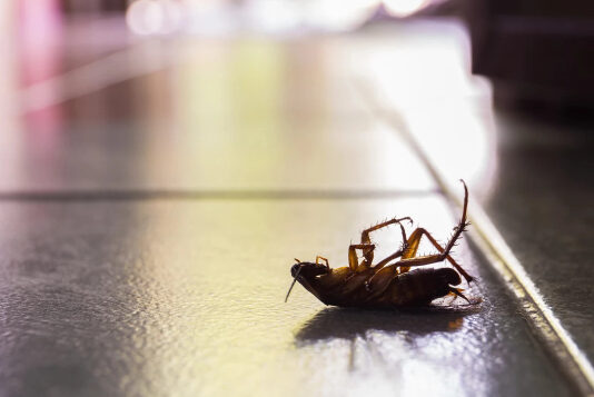 Тараканы выделяют опасные вещества, которые загрязняют воздух помещений