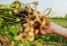 В России вывели новые сорта арахиса, чтобы уйти от его импорта