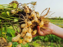 В России вывели новые сорта арахиса, чтобы уйти от его импорта