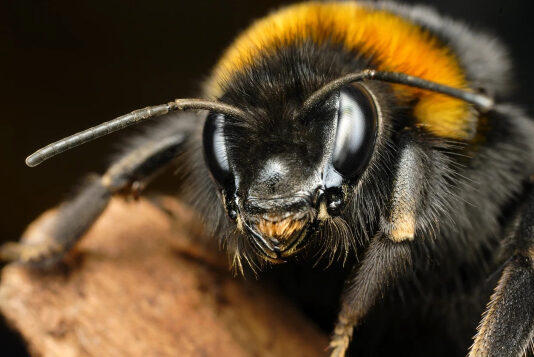 Шмели умеют «заражать» друг друга оптимизмом