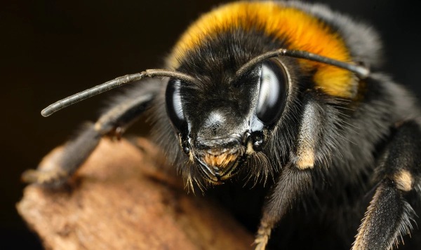 Шмели умеют «заражать» друг друга оптимизмом