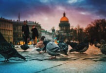 В России тестируют птиц-биодронов для наблюдения и разведки