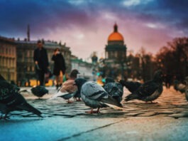 В России тестируют птиц-биодронов для наблюдения и разведки