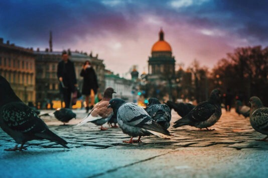 В России тестируют птиц-биодронов для наблюдения и разведки