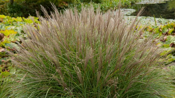 В Новосибирске придумали, как делать электроизоляцию из травы