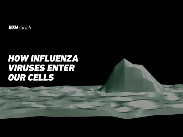 Новый микроскоп позволил ученым впервые увидеть, как вирус проникает в живую клетку