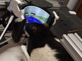 Крысы научились успешно истреблять виртуальных демонов в Doom II