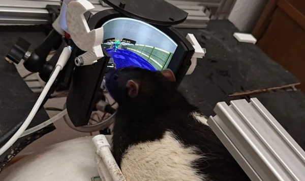 Крысы научились успешно истреблять виртуальных демонов в Doom II