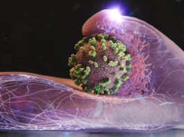 Новый микроскоп позволил ученым впервые увидеть, как вирус проникает в живую клетку