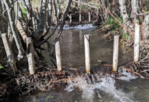 Бобровые плотины оказались идеальным инструментом для контроля за климатом северных регионов