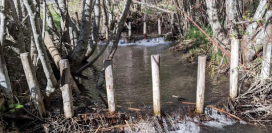 Бобровые плотины оказались идеальным инструментом для контроля за климатом северных регионов