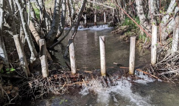 Бобровые плотины оказались идеальным инструментом для контроля за климатом северных регионов