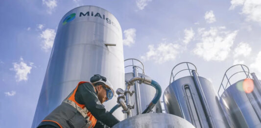 Новым источником омега-3 жирных кислот станут отходы производства виски