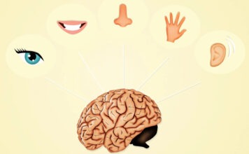 Экспериментальная технология способна заменить утраченное обоняние осязанием