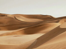 Древесная пыль превратит бесполезный песок пустынь в строительный бетон