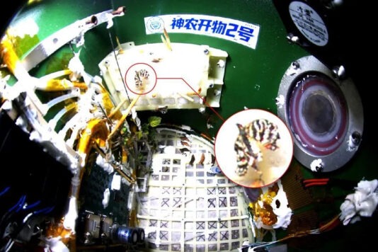 На китайской космической станции «Тяньгун» вывели бабочку в условиях невесомости