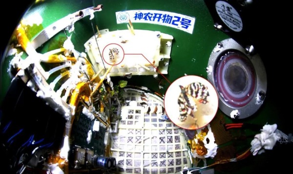 На китайской космической станции &laquo;Тяньгун&raquo; вывели бабочку в условиях невесомости