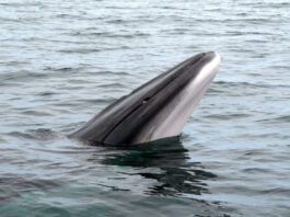 В Норвегии впервые обнаружили следы древней ловушки для китов