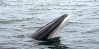 В Норвегии впервые обнаружили следы древней ловушки для китов