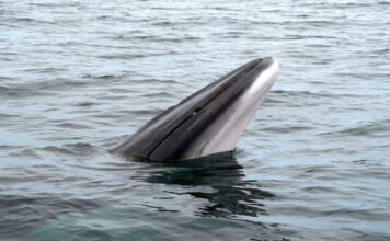 В Норвегии впервые обнаружили следы древней ловушки для китов