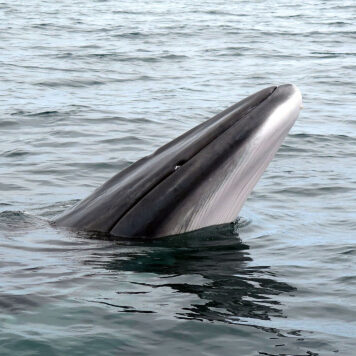 В Норвегии впервые обнаружили следы древней ловушки для китов