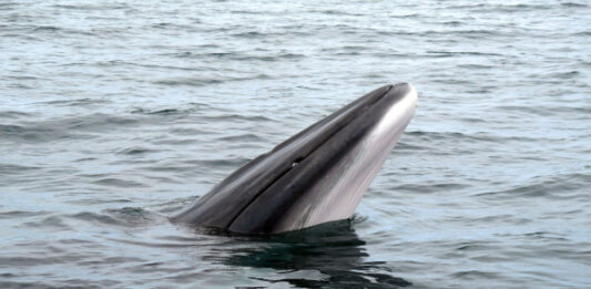 В Норвегии впервые обнаружили следы древней ловушки для китов