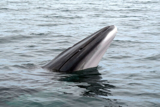 В Норвегии впервые обнаружили следы древней ловушки для китов