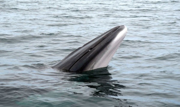 В Норвегии впервые обнаружили следы древней ловушки для китов