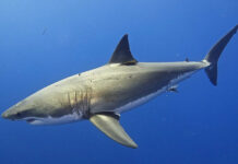 Средиземное море стало новым домом для больших белых акул