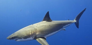 Средиземное море стало новым домом для больших белых акул