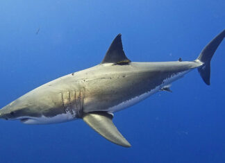 Средиземное море стало новым домом для больших белых акул