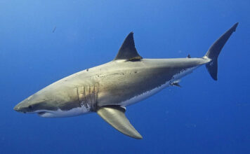 Средиземное море стало новым домом для больших белых акул