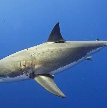 Средиземное море стало новым домом для больших белых акул