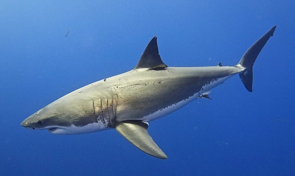 Средиземное море стало новым домом для больших белых акул