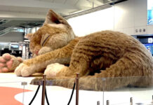 В аэропорту Гонконга поселилась гигантская пушистая кошка