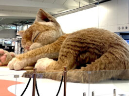 В аэропорту Гонконга поселилась гигантская пушистая кошка