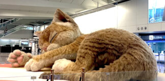 В аэропорту Гонконга поселилась гигантская пушистая кошка