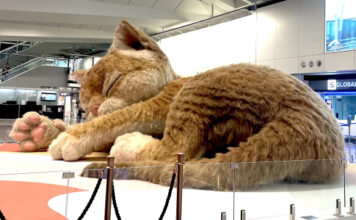 В аэропорту Гонконга поселилась гигантская пушистая кошка